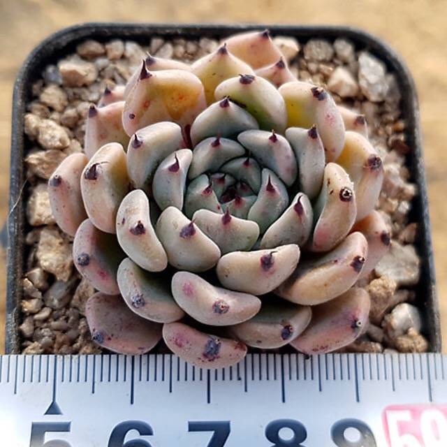 PRESALE Echeveria Canape, (Random)