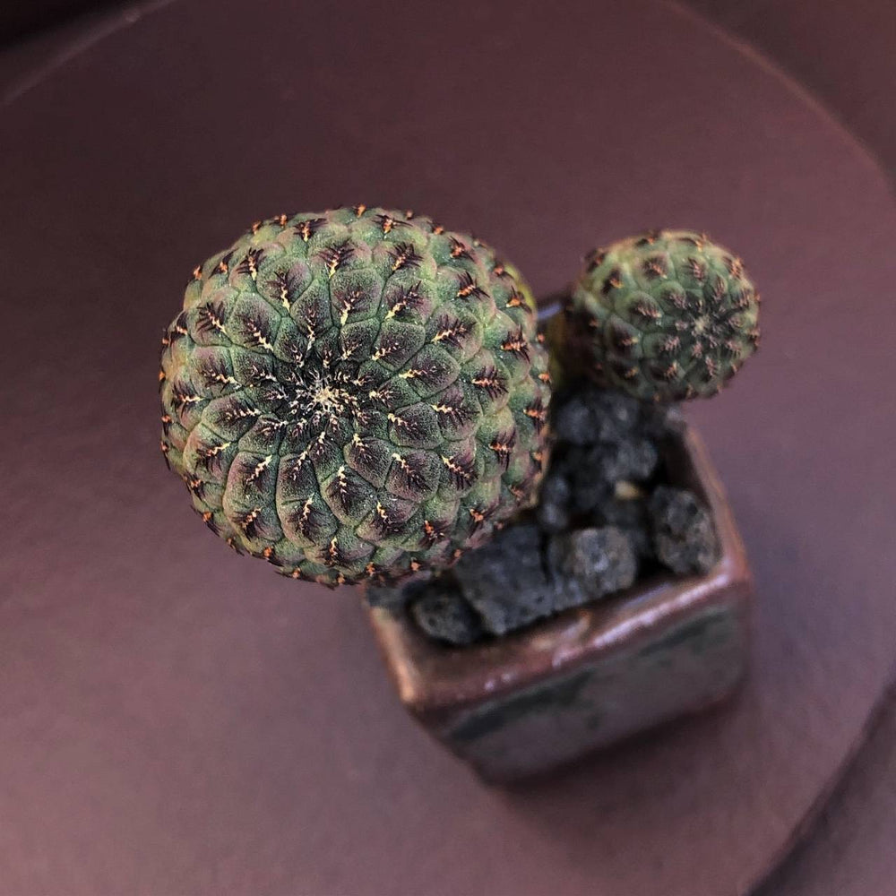 SALE! Sulcorebutia Rauschii