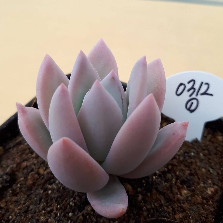 PRESALE  Echeveria Simonoasa, Non-Variegated, (Random)