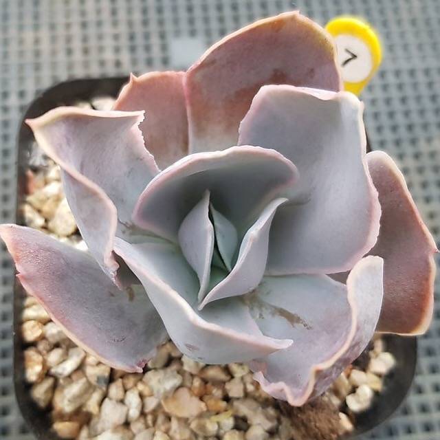 PRESALE Echeveria Vivian, NEW! (Random)