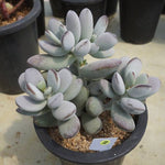 MOTHER'S DAY WEEKEND FLASH SALE! PRESALE Cotyledon Orbiculata cv Clusters, (Random)