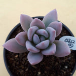 PRESALE  Echeveria Simonoasa, Non-Variegated, (Random)