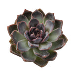 SALE! Echeveria Black Queen