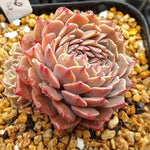 PRESALE Echeveria Tuxpan, Cristata, (Random)