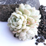 Echeveria Hughmillus, Cluster