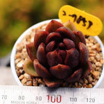 PRESALE Echeveria Black Queen Hybrid