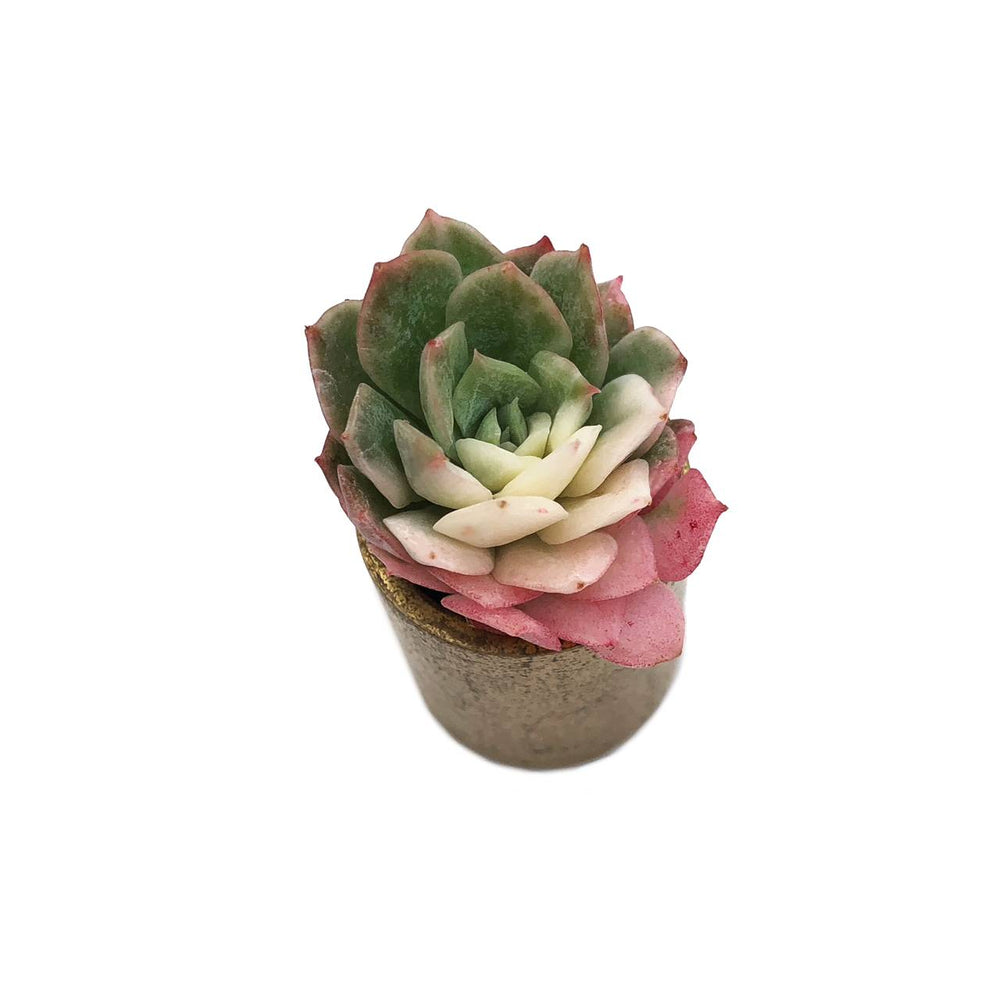 bradburiana succulent Echeveria Bradburiana, Variegata, Small (Exact Plant) – Cedar Creek Farmhouse