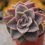 PRESALE Echeveria Bainesii