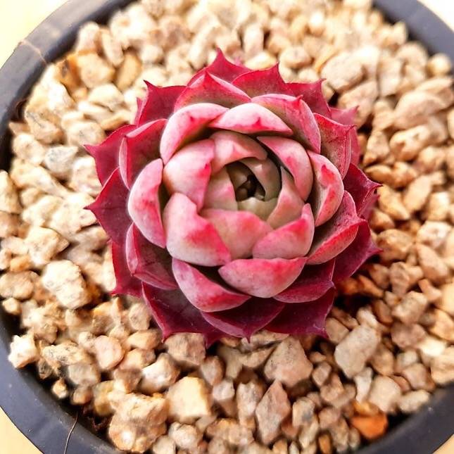 PRESALE Echeveria Charlotte, (Random)