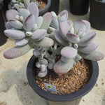 MOTHER'S DAY WEEKEND FLASH SALE! PRESALE Cotyledon Orbiculata cv Clusters, (Random)