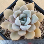 PRESALE Echeveria Tiny Bella, (Random)