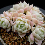 PRESALE Echeveria Hughmillus Cluster, (Not so Random)