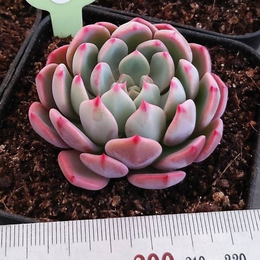 Echeveria Nana Mini Hook, (Random)