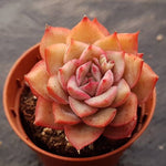 PRESALE Echeveria Eiria, (Not so Random)