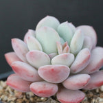 FLASH SALE! PRESALE Echeveria Ice Cream, (Random)