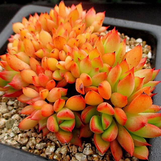 PRESALE Echeveria Memory Cristata, (Random)