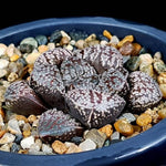 Haworthia Mordor, (Video)