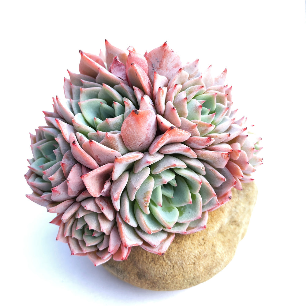 Echeveria Roslyn, Cluster (In stock Hwaga Hybrid)