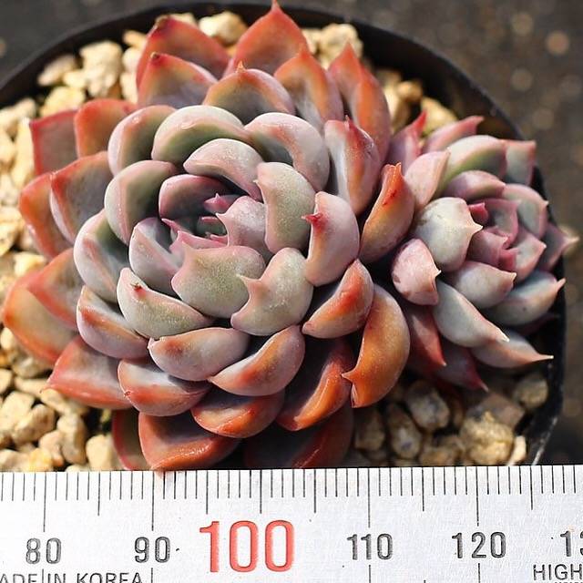 PRESALE Echeveria Orion, Double