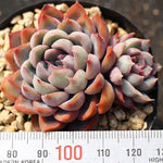 PRESALE Echeveria Orion, Double