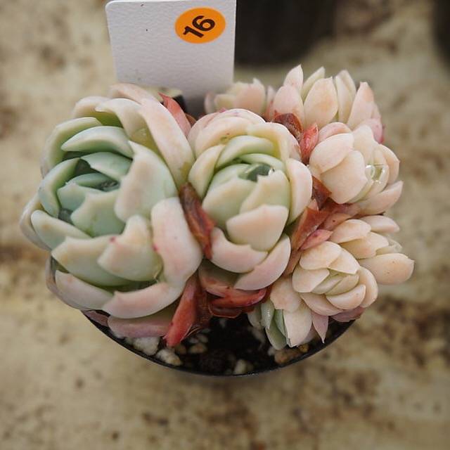 MOTHER'S DAY WEEKEND FLASH SALE! PRESALE Echeveria Elegans, Mini Clusters, (Random)