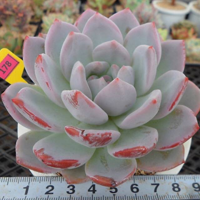 PRESALE Echeveria Hosikage, (Random)