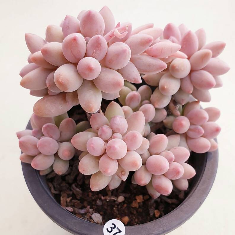 PRESALE Pachyphytum Machucae, (Random)