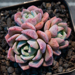 Hwaga Original Hybrid- PRESALE Echeveria Archruz