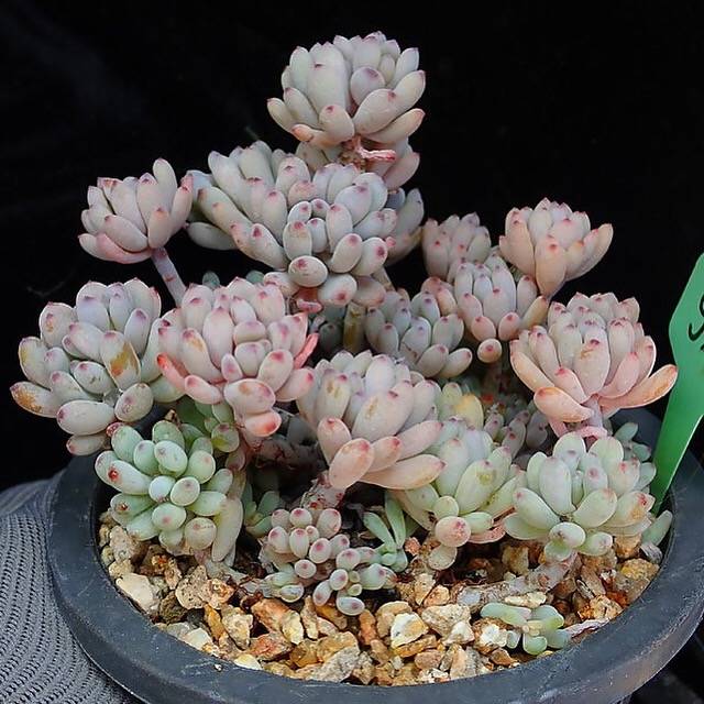 PRESALE Graptopetalum Blue Beans, (Random)