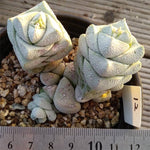 Crassula Deceptor Brevifolia, Mature Specimen, (Not so Random)