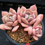 PRESALE  Echeveria Exotic, Triple, (Not so Random)