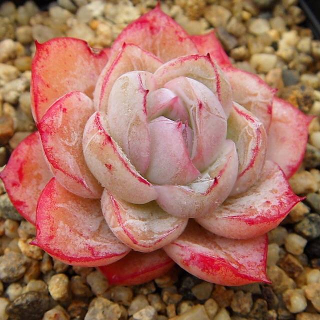 SPECIAL! JUST CART!! PRESALE Echeveria Agavoides Sp., (Not so Random)