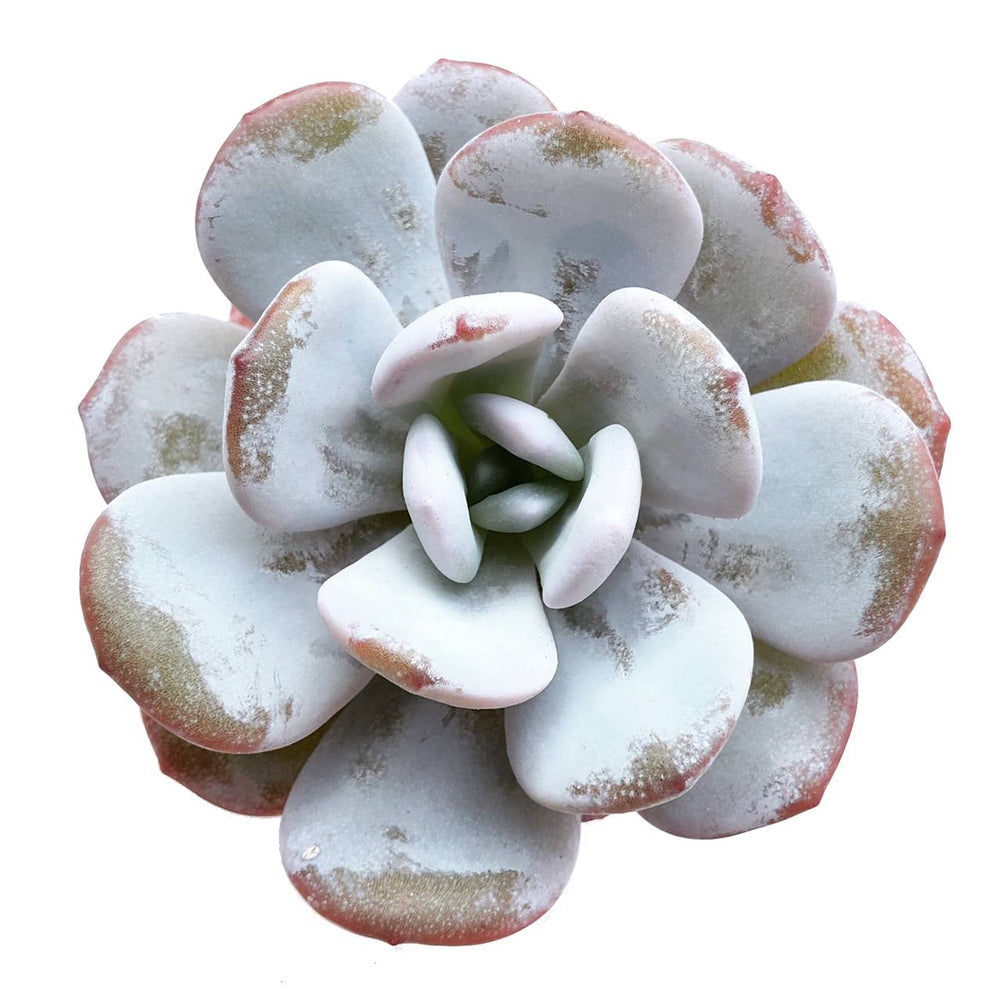 Echeveria Lauii, (Random)