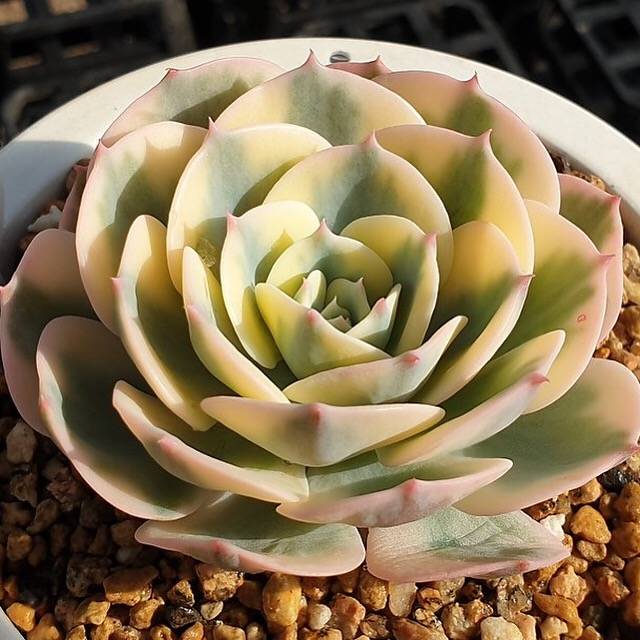 MOTHER'S DAY WEEKEND FLASH SALE! PRESALE Echeveria Lenore Dean, (Random)