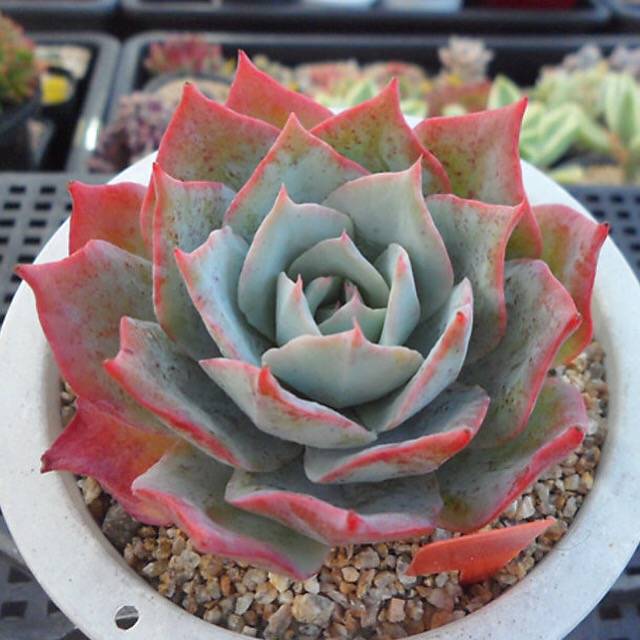 PRESALE Echeveria Lonzanii, (Random)