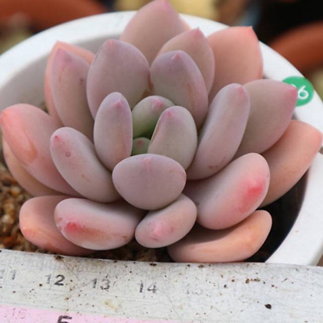 PRESALE Echeveria Sp., (Random)