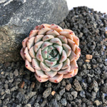 SPECIAL!! JUST CART! Echeveria Walbak, (In stock Hwaga Hybrid)