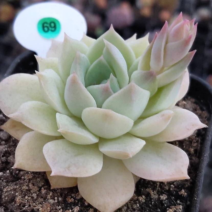 SALE! Echeveria Fun Queen, (Random)