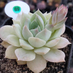 SALE! Echeveria Fun Queen, (Random)