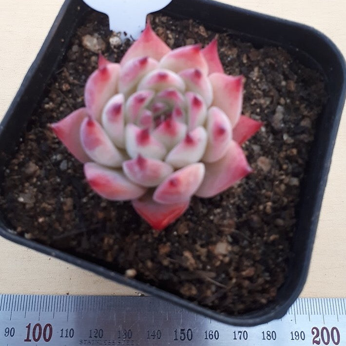 PRESALE Echeveria Chihuahuaensis cv, (Random)