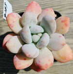 Pachyphytum Sp. #2