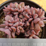 PRESALE Echeveria cv Rezry, (Random)