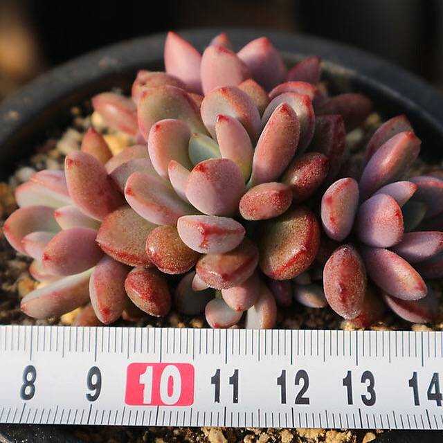 Graptoveria Purple Dream, (Random)