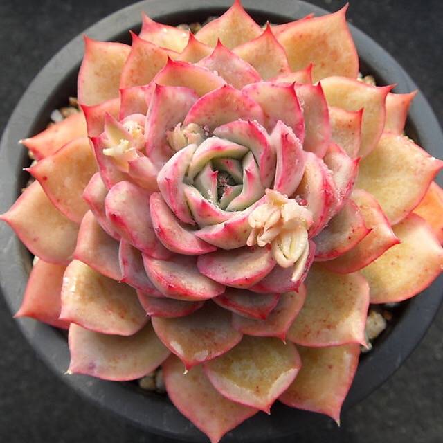 PRESALE Echeveria Eiria, (Random)