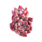 Echeveria Colorata Hybrid, Double