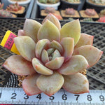 SPECIAL!! JUST CART!! Echeveria Champagne, Germany, (Not so Random)