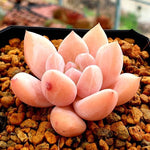 PRESALE Echeveria Arteusa, (Random)