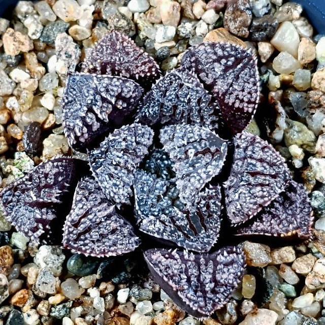 Haworthia Blue Diamond