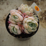 MOTHER'S DAY WEEKEND FLASH SALE! PRESALE Echeveria Elegans, Mini Clusters, (Random)