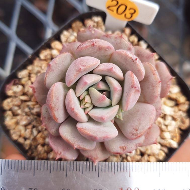 SPECIAL! JUST CART!! PRESALE Echeveria Clara, (Not so Random